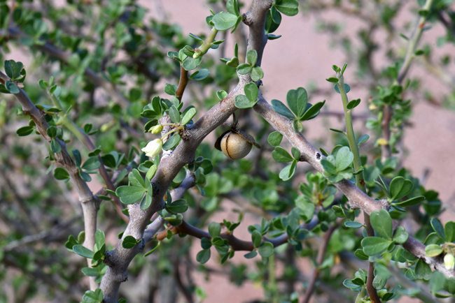 Physicnut or Limberbush has medium size 3-lobed fruits called capsules. The flowers and fruit bloom and set in spring through summer. Jatropha cuneata 